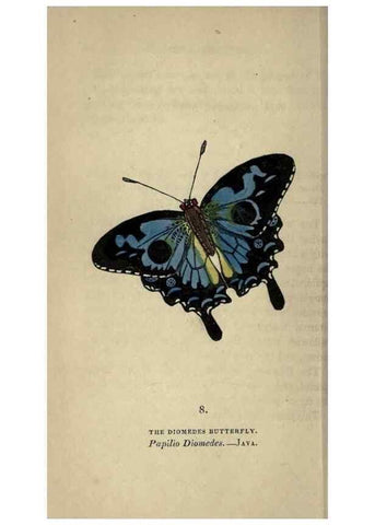 Reproducción/Reproduction 8716653581: The book of butterflies, sphinxes and moths;. London,Whittaker,1832-34.