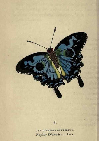 Reproducción/Reproduction 8716653581: The book of butterflies, sphinxes and moths;. London,Whittaker,1832-34.