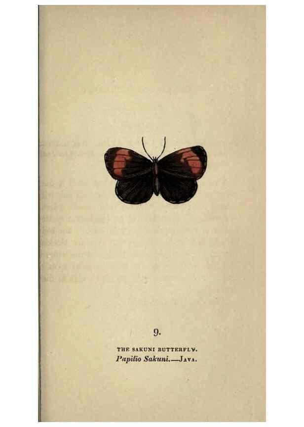 Reproducción/Reproduction 8717773014: The book of butterflies, sphinxes and moths;. London,Whittaker,1832-34.