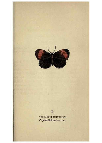 Reproducción/Reproduction 8717773014: The book of butterflies, sphinxes and moths;. London,Whittaker,1832-34.