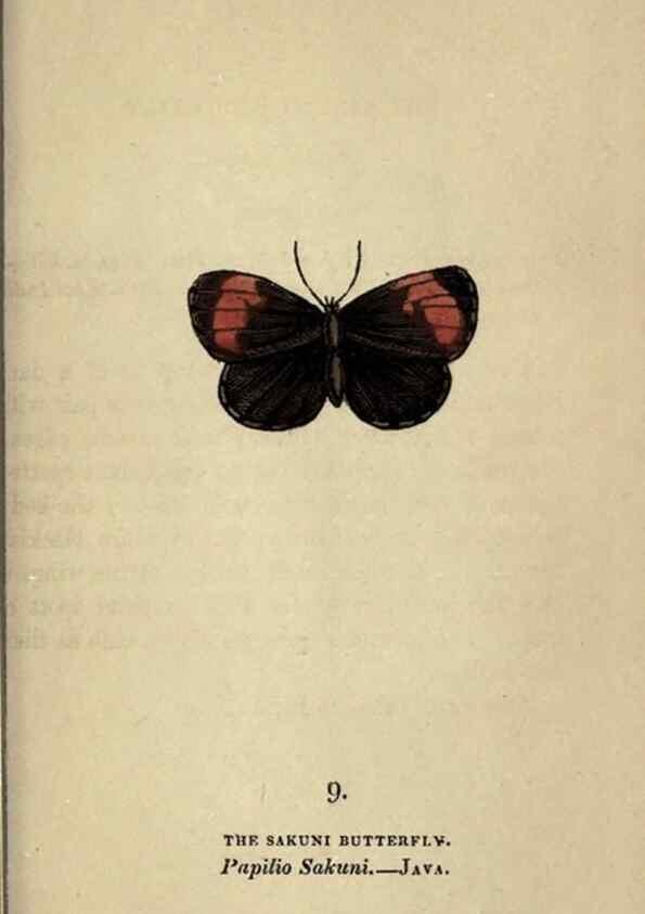 Reproducción/Reproduction 8717773014: The book of butterflies, sphinxes and moths;. London,Whittaker,1832-34.