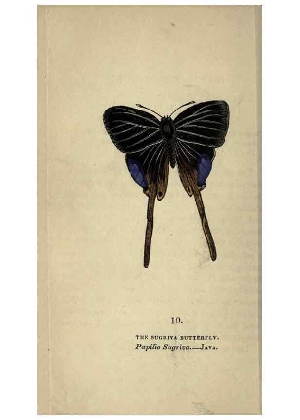 Reproducción/Reproduction 8717773522: The book of butterflies, sphinxes and moths;. London,Whittaker,1832-34.