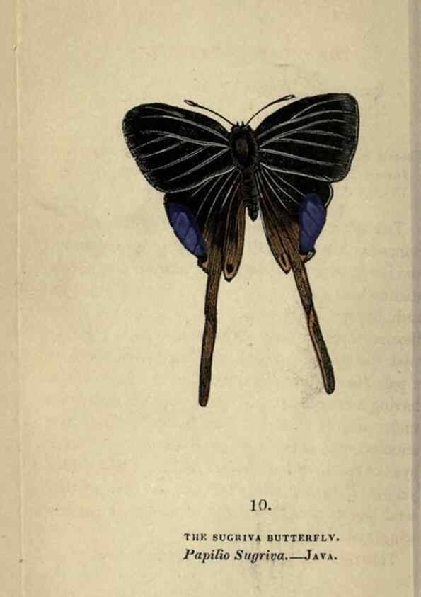 Reproducción/Reproduction 8717773522: The book of butterflies, sphinxes and moths;. London,Whittaker,1832-34.