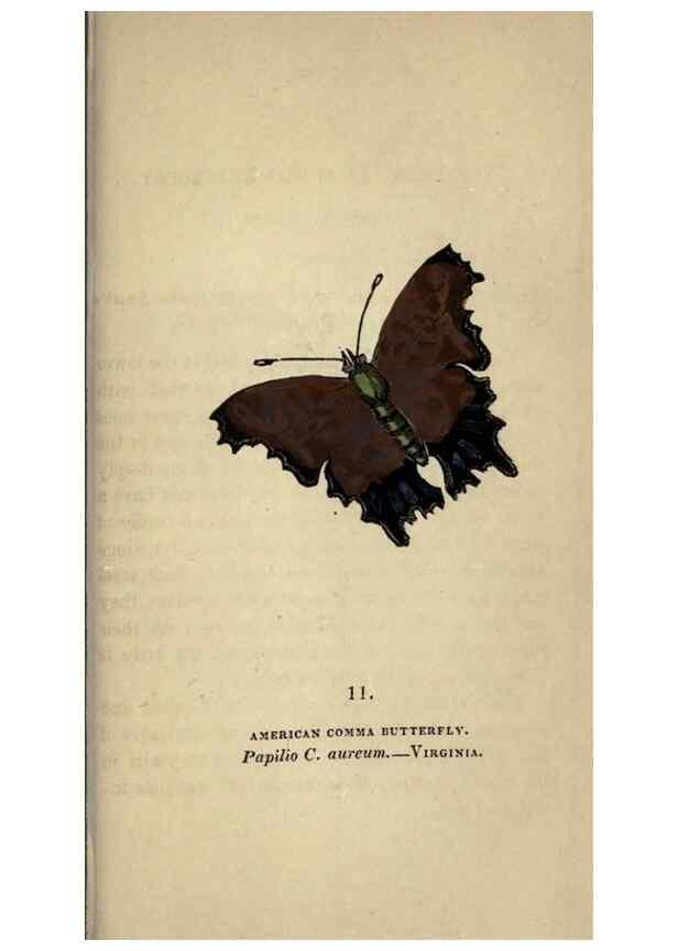 Reproducción/Reproduction 8716654985: The book of butterflies, sphinxes and moths;. London,Whittaker,1832-34.