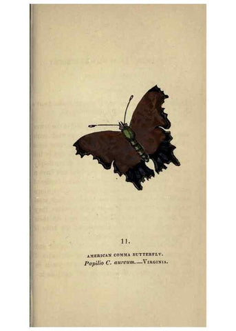 Reproducción/Reproduction 8716654985: The book of butterflies, sphinxes and moths;. London,Whittaker,1832-34.