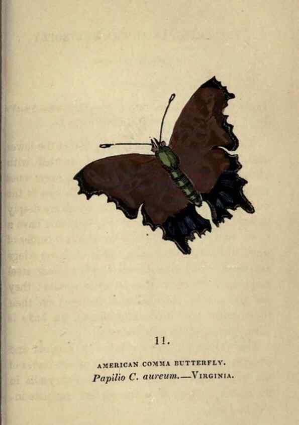 Reproducción/Reproduction 8716654985: The book of butterflies, sphinxes and moths;. London,Whittaker,1832-34.