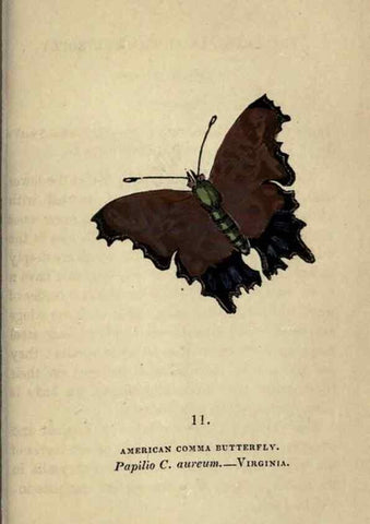 Reproducción/Reproduction 8716654985: The book of butterflies, sphinxes and moths;. London,Whittaker,1832-34.