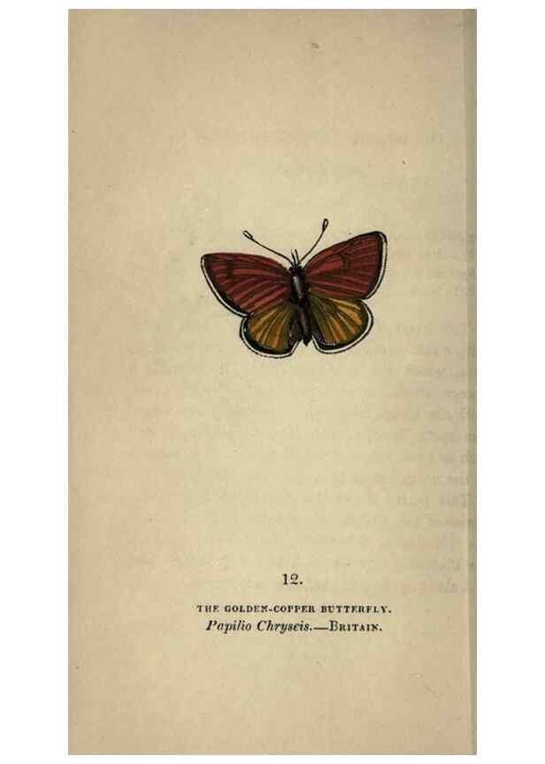 Reproducción/Reproduction 8716655495: The book of butterflies, sphinxes and moths;. London,Whittaker,1832-34.