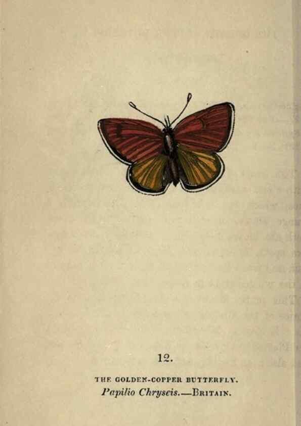 Reproducción/Reproduction 8716655495: The book of butterflies, sphinxes and moths;. London,Whittaker,1832-34.