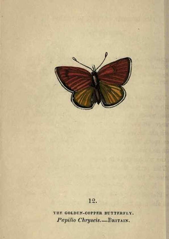 Reproducción/Reproduction 8716655495: The book of butterflies, sphinxes and moths;. London,Whittaker,1832-34.