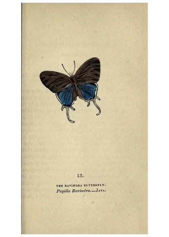 Reproducción/Reproduction 8717775020: The book of butterflies, sphinxes and moths;. London,Whittaker,1832-34.