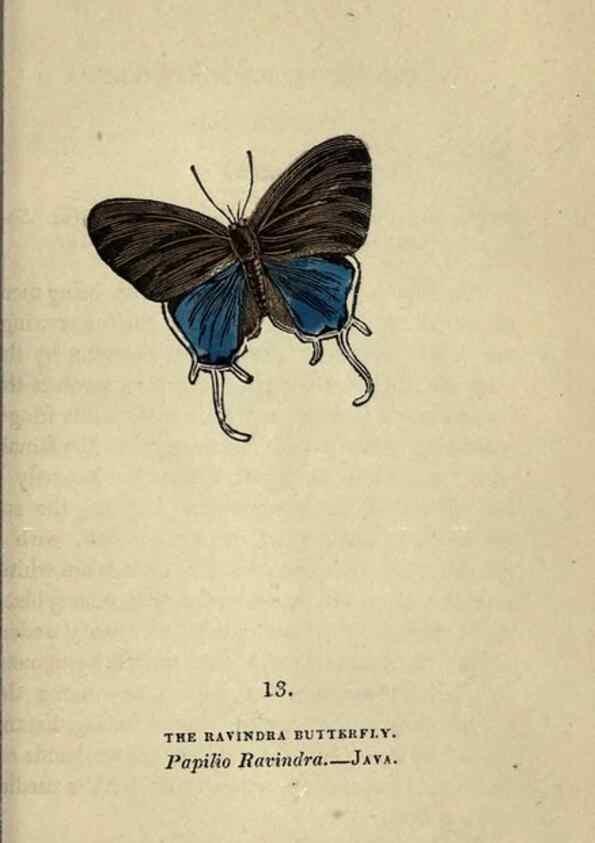 Reproducción/Reproduction 8717775020: The book of butterflies, sphinxes and moths;. London,Whittaker,1832-34.