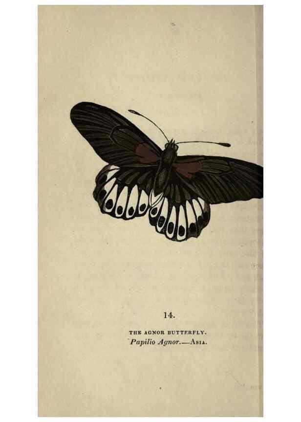 Reproducción/Reproduction 8717775444: The book of butterflies, sphinxes and moths;. London,Whittaker,1832-34.