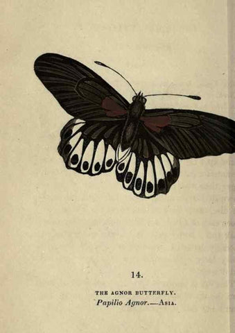Reproducción/Reproduction 8717775444: The book of butterflies, sphinxes and moths;. London,Whittaker,1832-34.