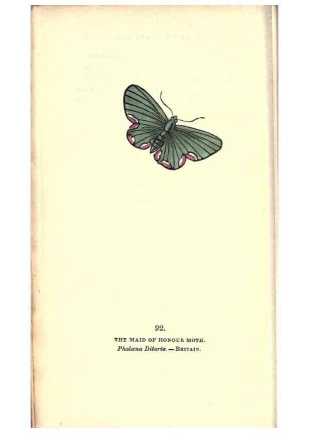 Reproducción/Reproduction 8717754648: The book of butterflies, sphinxes and moths;. London,Whittaker,1832-34.