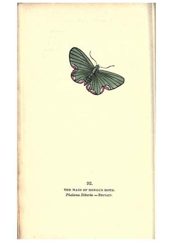 Reproducción/Reproduction 8717754648: The book of butterflies, sphinxes and moths;. London,Whittaker,1832-34.