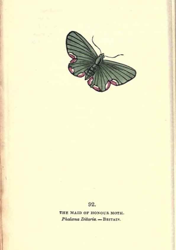 Reproducción/Reproduction 8717754648: The book of butterflies, sphinxes and moths;. London,Whittaker,1832-34.