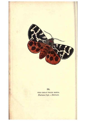 Reproducción/Reproduction 8717754394: The book of butterflies, sphinxes and moths;. London,Whittaker,1832-34.