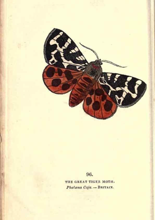 Reproducción/Reproduction 8717754394: The book of butterflies, sphinxes and moths;. London,Whittaker,1832-34.