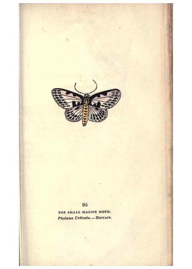 Reproducción/Reproduction 8716634883: The book of butterflies, sphinxes and moths;. London,Whittaker,1832-34.