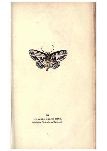 Reproducción/Reproduction 8716634883: The book of butterflies, sphinxes and moths;. London,Whittaker,1832-34.