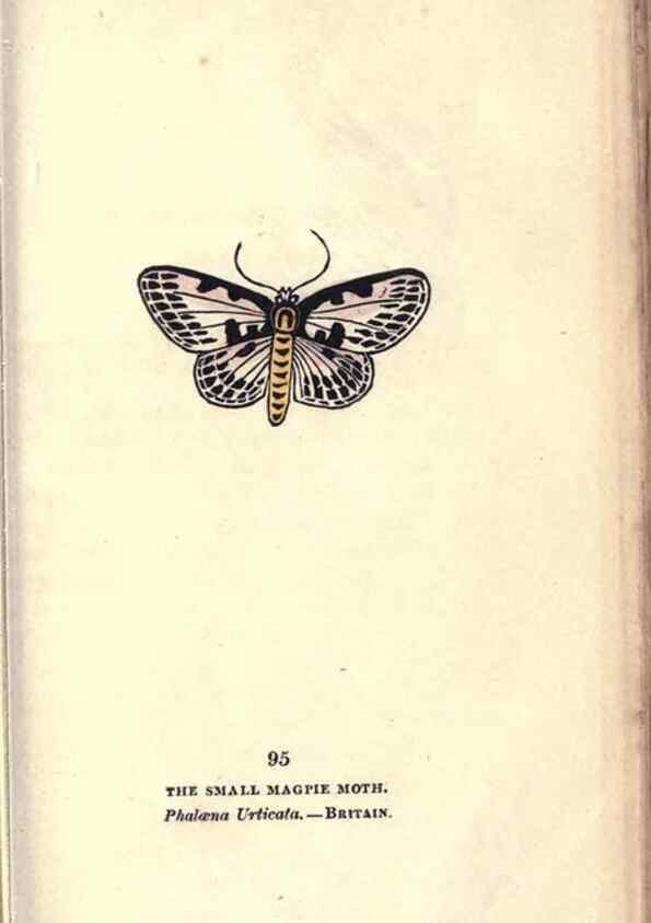 Reproducción/Reproduction 8716634883: The book of butterflies, sphinxes and moths;. London,Whittaker,1832-34.