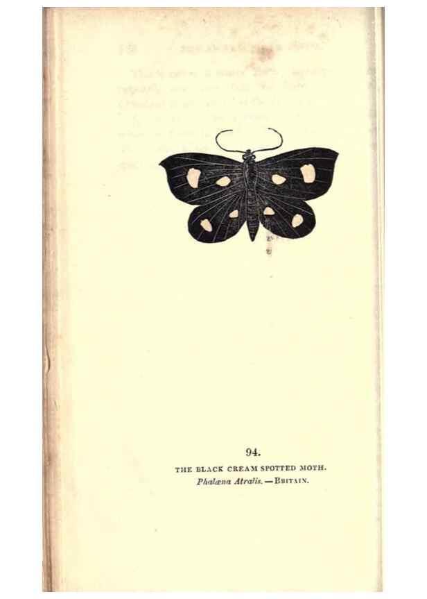 Reproducción/Reproduction 8716634585: The book of butterflies, sphinxes and moths;. London,Whittaker,1832-34.