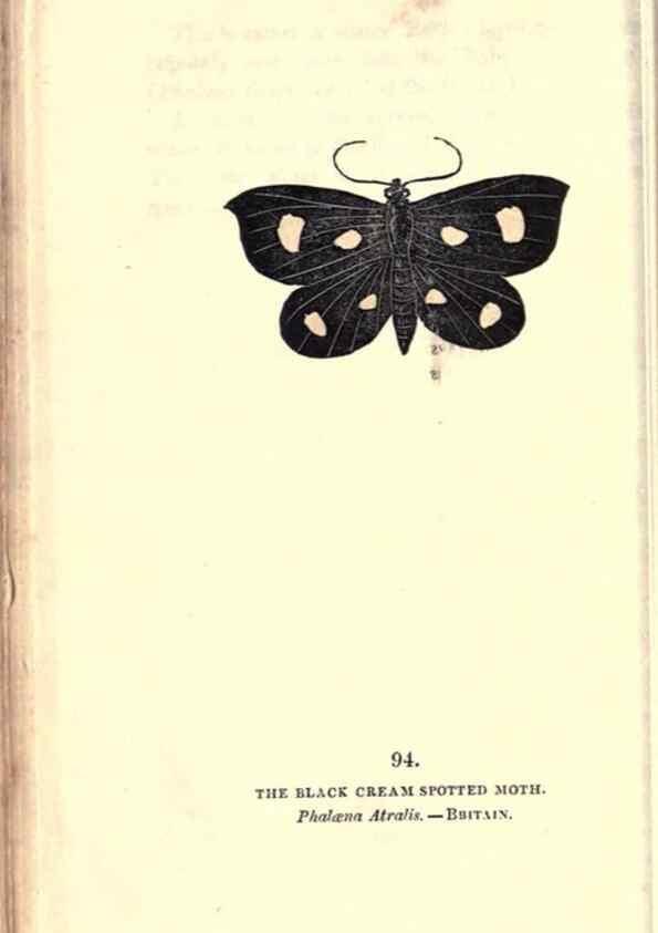 Reproducción/Reproduction 8716634585: The book of butterflies, sphinxes and moths;. London,Whittaker,1832-34.