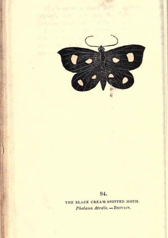 Reproducción/Reproduction 8716634585: The book of butterflies, sphinxes and moths;. London,Whittaker,1832-34.