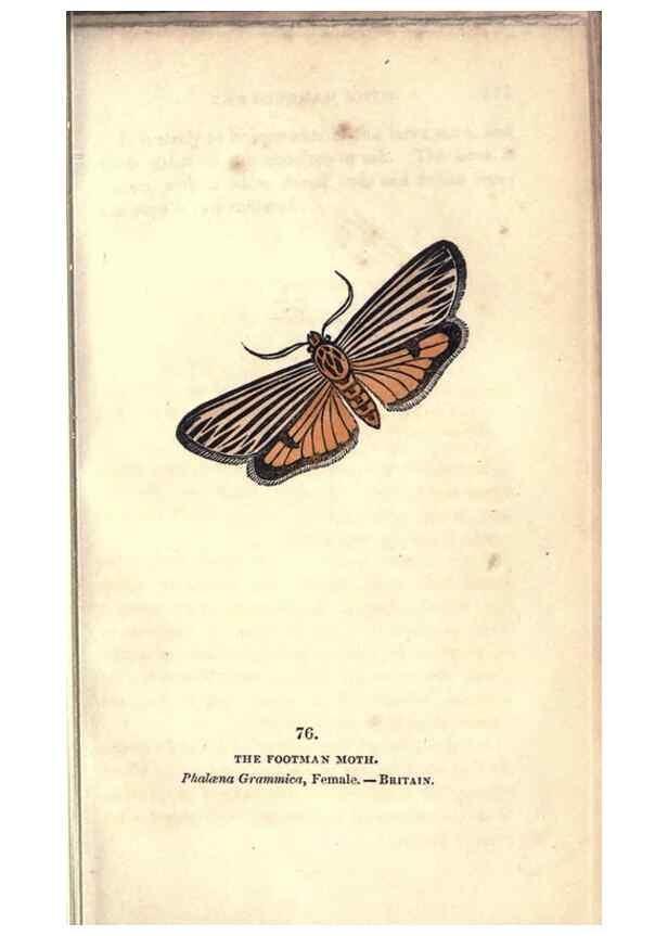 Reproducción/Reproduction 8716627517: The book of butterflies, sphinxes and moths;. London,Whittaker,1832-34.