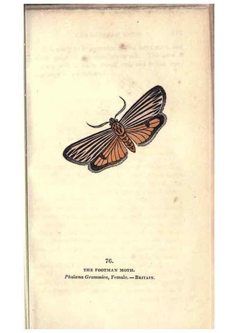 Reproducción/Reproduction 8716627517: The book of butterflies, sphinxes and moths;. London,Whittaker,1832-34.