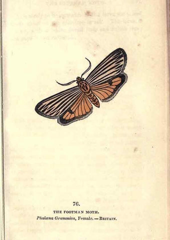 Reproducción/Reproduction 8716627517: The book of butterflies, sphinxes and moths;. London,Whittaker,1832-34.