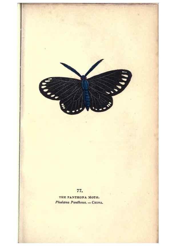 Reproducción/Reproduction 8717747170: The book of butterflies, sphinxes and moths;. London,Whittaker,1832-34.