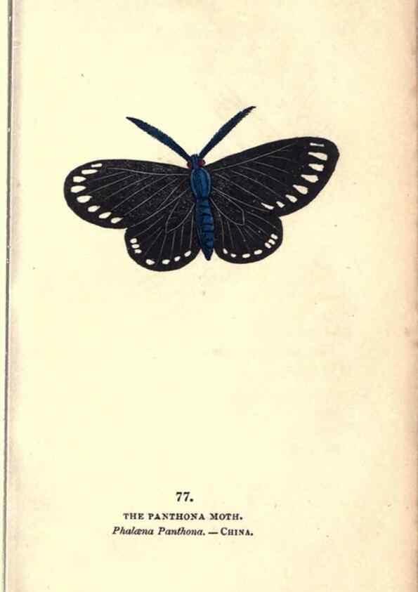 Reproducción/Reproduction 8717747170: The book of butterflies, sphinxes and moths;. London,Whittaker,1832-34.