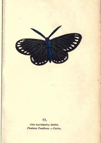 Reproducción/Reproduction 8717747170: The book of butterflies, sphinxes and moths;. London,Whittaker,1832-34.