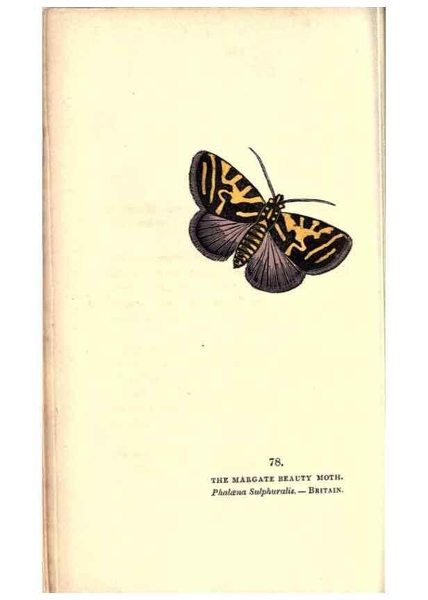 Reproducción/Reproduction 8716628459: The book of butterflies, sphinxes and moths;. London,Whittaker,1832-34.