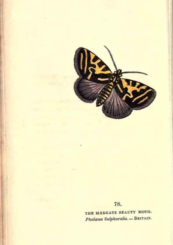 Reproducción/Reproduction 8716628459: The book of butterflies, sphinxes and moths;. London,Whittaker,1832-34.