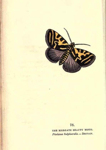 Reproducción/Reproduction 8716628459: The book of butterflies, sphinxes and moths;. London,Whittaker,1832-34.