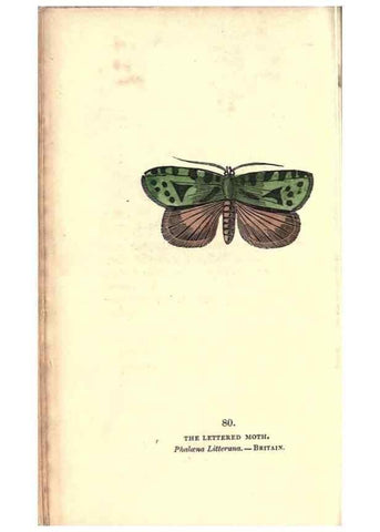 Reproducción/Reproduction 8717748712: The book of butterflies, sphinxes and moths;. London,Whittaker,1832-34.