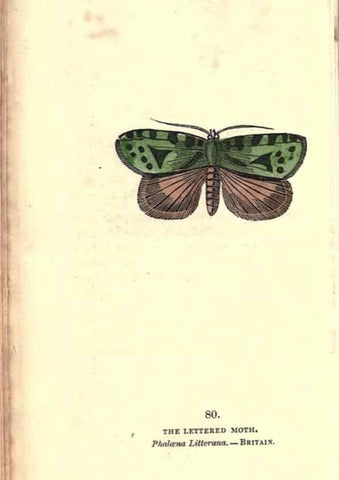 Reproducción/Reproduction 8717748712: The book of butterflies, sphinxes and moths;. London,Whittaker,1832-34.