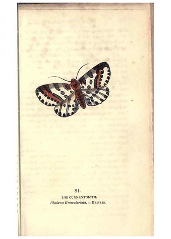Reproducción/Reproduction 8716629857: The book of butterflies, sphinxes and moths;. London,Whittaker,1832-34.