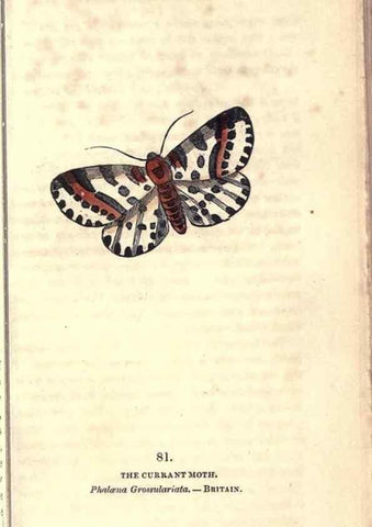 Reproducción/Reproduction 8716629857: The book of butterflies, sphinxes and moths;. London,Whittaker,1832-34.