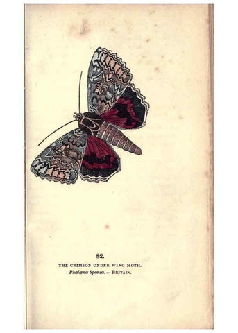 Reproducción/Reproduction 8716630247: The book of butterflies, sphinxes and moths;. London,Whittaker,1832-34.