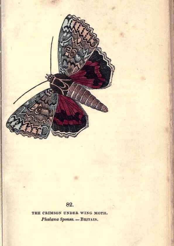 Reproducción/Reproduction 8716630247: The book of butterflies, sphinxes and moths;. London,Whittaker,1832-34.