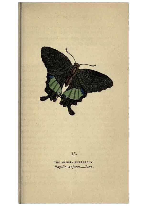 Reproducción/Reproduction 8717775894: The book of butterflies, sphinxes and moths;. London,Whittaker,1832-34.