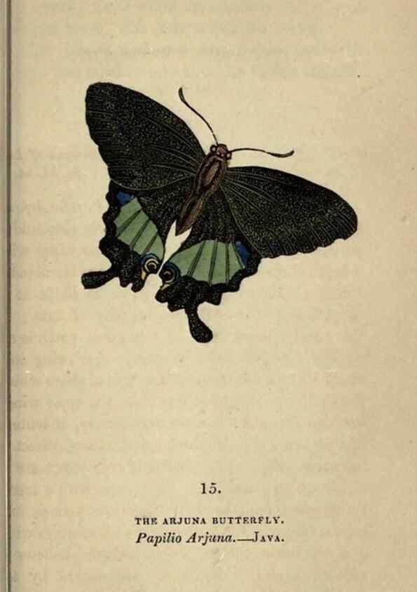 Reproducción/Reproduction 8717775894: The book of butterflies, sphinxes and moths;. London,Whittaker,1832-34.
