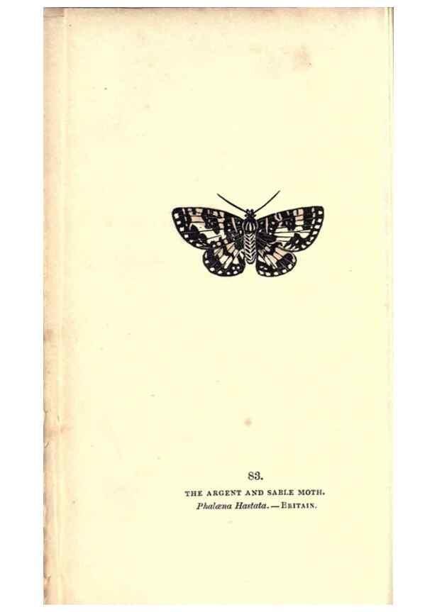 Reproducción/Reproduction 8716630943: The book of butterflies, sphinxes and moths;. London,Whittaker,1832-34.