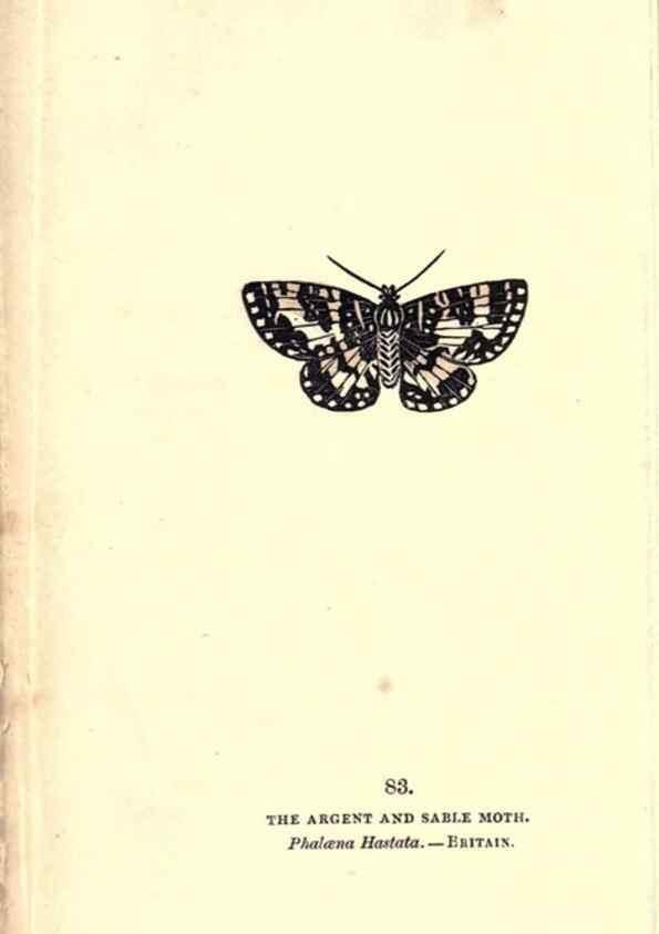 Reproducción/Reproduction 8716630943: The book of butterflies, sphinxes and moths;. London,Whittaker,1832-34.
