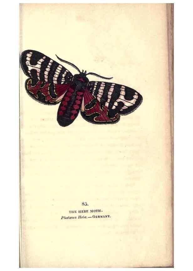 Reproducción/Reproduction 8716631671: The book of butterflies, sphinxes and moths;. London,Whittaker,1832-34.
