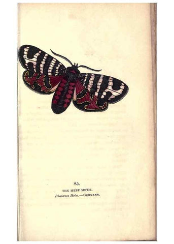 Reproducción/Reproduction 8716631671: The book of butterflies, sphinxes and moths;. London,Whittaker,1832-34.